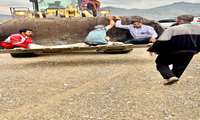 نجات قهرمانانه زن میانسال از زیر آوار در سیریک؛ تلاش اورژانس در بحبوحه سیلاب؛